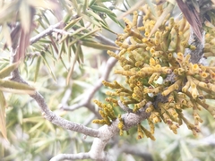 Arceuthobium oxycedri