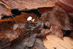 Marasmius epiphyllus