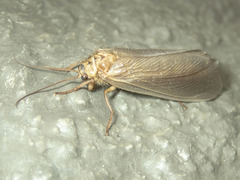 Ithone pallida