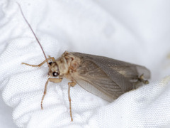 Ithone pallida