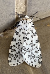 Alpenus maculosa