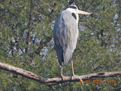 Ardea cinerea