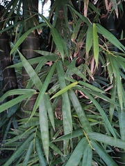 Bambusa tuldoides