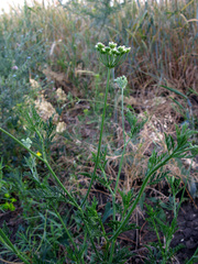 Torilis ucranica