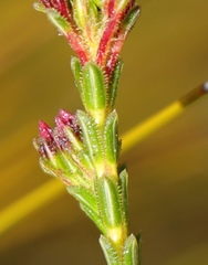 Erica cristata