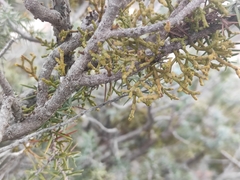 Arceuthobium oxycedri