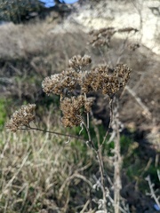 Achillea nobilis