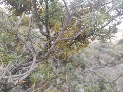 Arceuthobium oxycedri