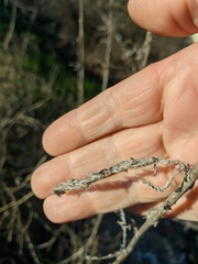 Achillea nobilis