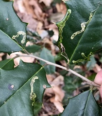 Phytomyza ilicicola