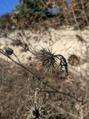 Onopordum tauricum