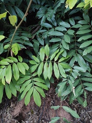Millettia pachycarpa