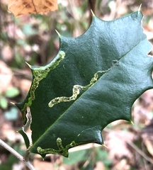 Phytomyza ilicicola