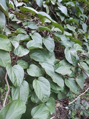 Byttneria grandifolia