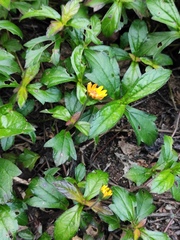 Sphagneticola trilobata