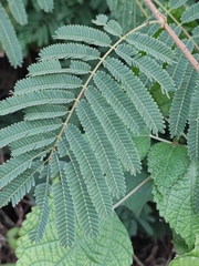 Mimosa bimucronata