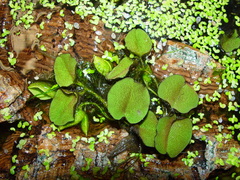 Salvinia