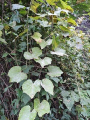 Vitis amurensis