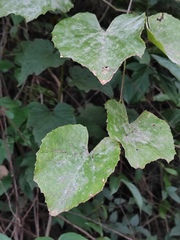 Vitis amurensis