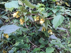 Clematis leschenaultiana