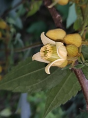 Clematis leschenaultiana