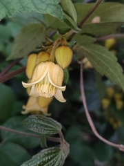 Clematis leschenaultiana