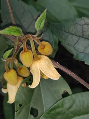 Clematis leschenaultiana