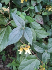 Clematis leschenaultiana