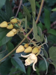 Clematis leschenaultiana