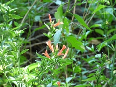 Dicliptera squarrosa