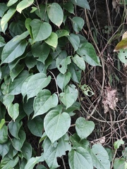 Byttneria grandifolia