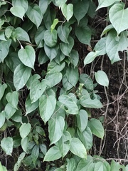 Byttneria grandifolia