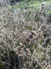 Marrubium peregrinum