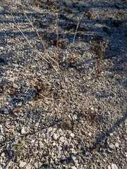 Seseli dichotomum