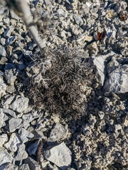 Seseli dichotomum