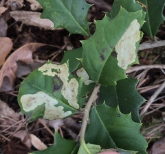Phytomyza ilicicola