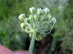 Torilis ucranica