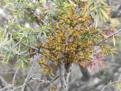 Arceuthobium oxycedri