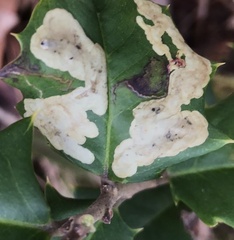 Phytomyza ilicicola