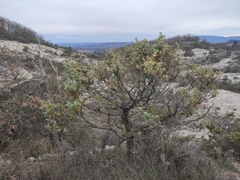 Arceuthobium oxycedri