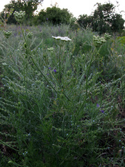 Torilis ucranica