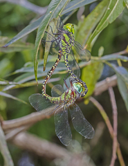 Coryphaeschna ingens