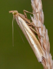 Adelphocoris lineolatus