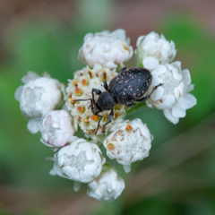 Otiorhynchus tristis