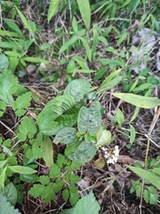 Persicaria chinensis