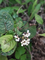 Persicaria chinensis