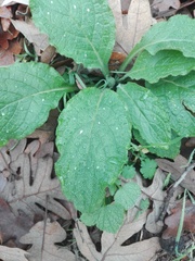 Plantaginaceae