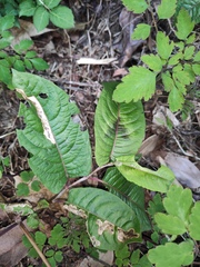 Persicaria chinensis