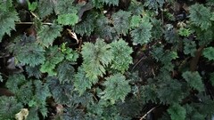 Dendrohypopterygium filiculiforme