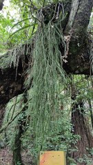 Phlegmariurus billardierei